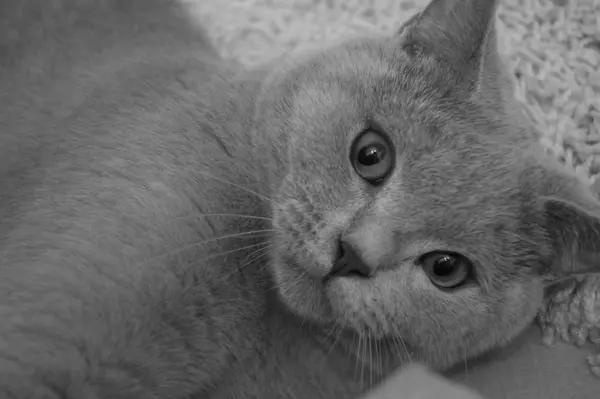 Retrato Gato Preto Branco — Fotografia de Stock