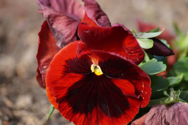 stock image southern red flower, nature