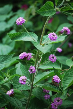 Yeşil arka planda küçük leylak çiçekleri