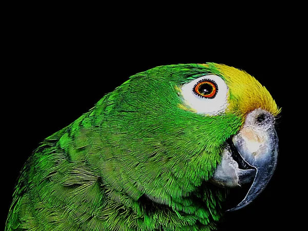Zbliżenie Papugi Kolorze Czerwonym Żółtym Tło Kolorze Czarnym — Zdjęcie stockowe