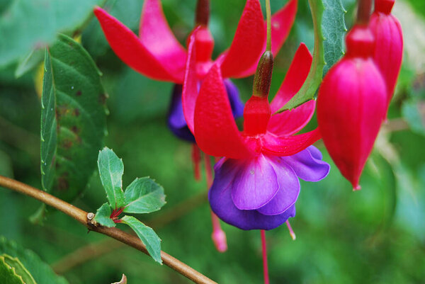 Flowers of many colors with green leaves background