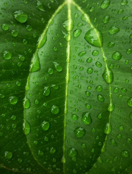 Gröna Plantblad Med Vattendroppar — Stockfoto