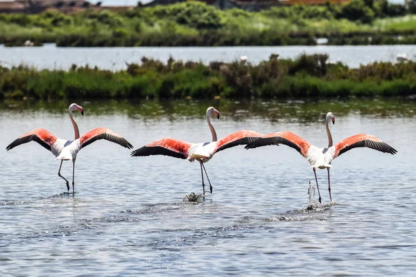 Рожеві Фламінго Охоронюваним Біосферному Районі Delta Del Park Комаккьо Емілія — стокове фото