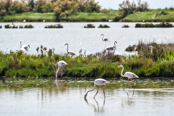 Рожеві Фламінго Охоронюваним Біосферному Районі Delta Del Park Комаккьо Емілія — стокове фото