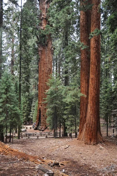 Parque Nacional Sequoia California Estados Unidos —  Fotos de Stock