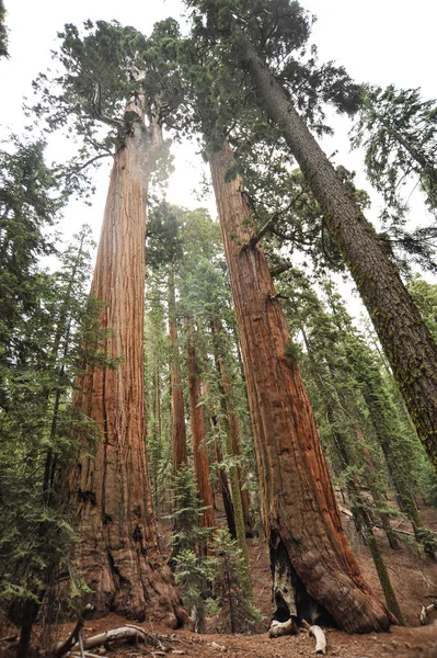 Národní Park Sequoia Kalifornie Spojené Státy Americké — Stock fotografie