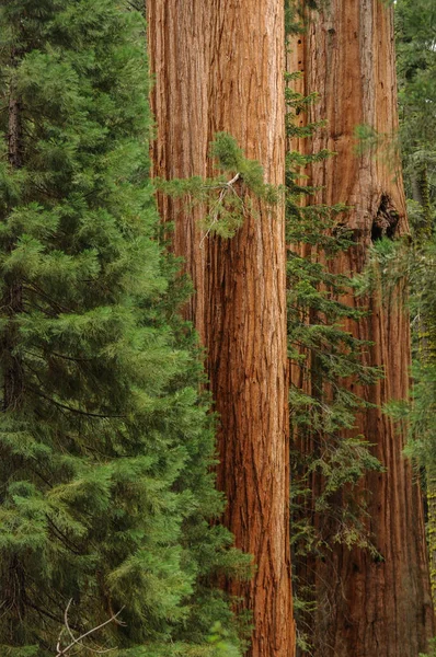 Národní Park Sequoia Kalifornie Spojené Státy Americké — Stock fotografie