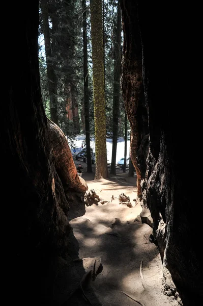 Národní Park Sequoia Kalifornie Spojené Státy Americké — Stock fotografie