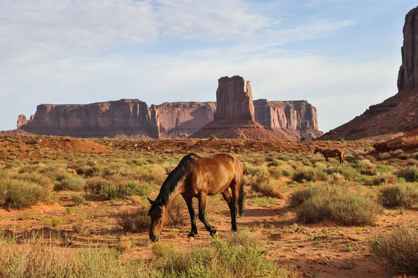 Caballo Monument Valley Estados Unidos —  Fotos de Stock