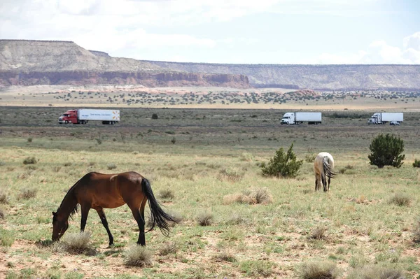 Paarden Buurt Van Interstate New Mexico — Stockfoto