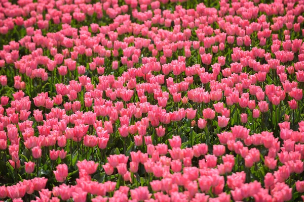 Campos Tulipas Coloridas Holanda — Fotografia de Stock