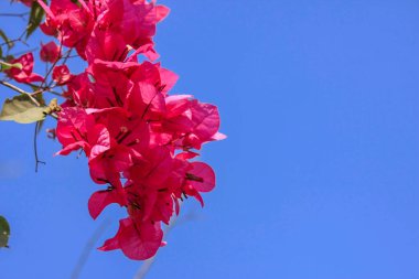Güzel çiçek açan kırmızı Begonvil çiçekler gökyüzü arka plan ile bir fotoğraf olduğunu. 