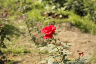 Güzel çiçek açan kırmızı gül çiçek bahçesinde bir fotoğraf olduğunu. 