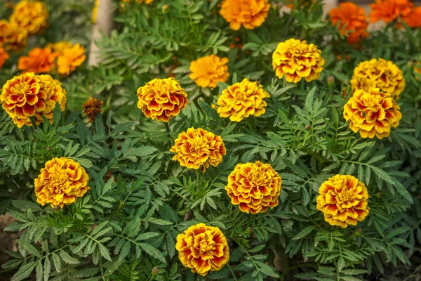 Het Een Foto Van Mooie Bloeiende Goudsbloem Bloemen Tuin — Stockfoto