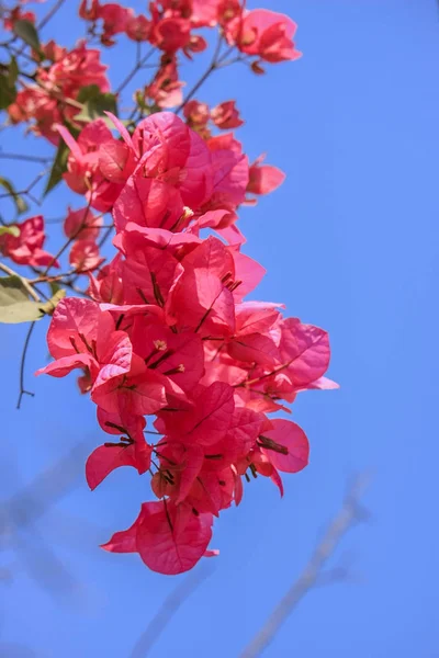 Uma Foto Flores Bougainvillea Vermelho Florescendo Agradável Com Fundo Céu — Fotografia de Stock