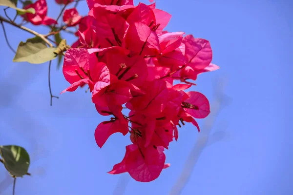 Ist Ein Foto Von Schön Blühenden Roten Bougainvillea Blumen Mit — Stockfoto