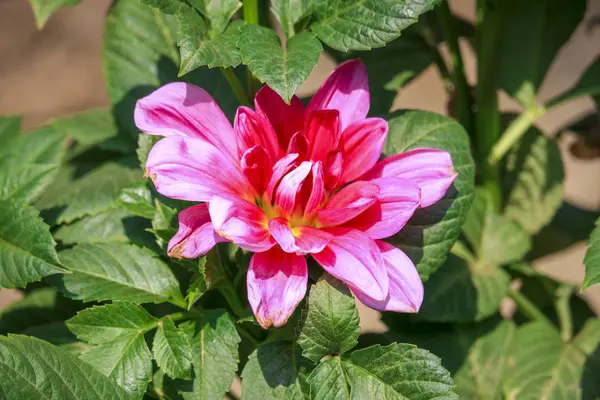 Photo Nice Blooming Dahlia Flower Garden — Stock Photo, Image