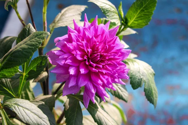 Photo Nice Blooming Dahlia Flower Garden — Stock Photo, Image