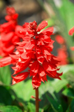 Bahçede kırmızı ateş çiçeği çiçek çiçek açan bir fotoğraf olduğunu.