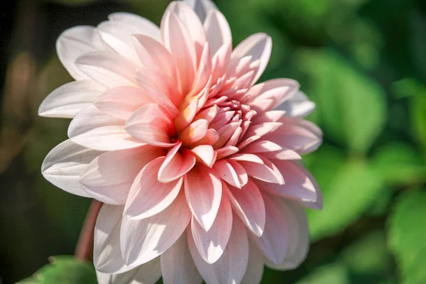Photo Blooming Organic Dahlia Flower Garden — Stock Photo, Image