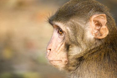 Bir maymun, kafa görünümü bir fotoğraf olduğunu. 