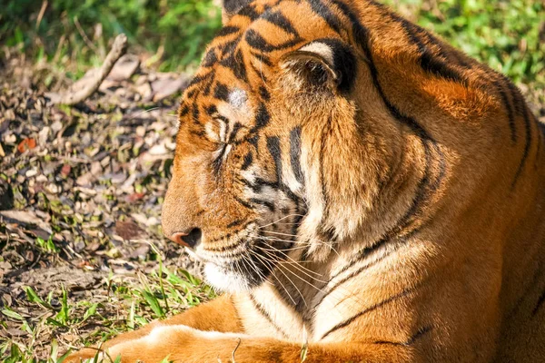 Ist Ein Foto Von Königlichem Bengal Tiger Brüllen — Stockfoto