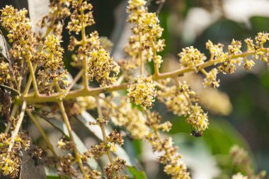Mango çiçek fotoğrafı yakından olduğunu.