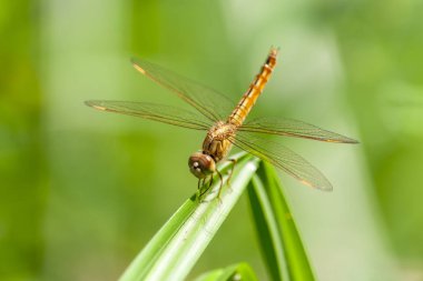 A göçmen Hawker güzel fotoğraf.