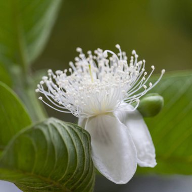 Bir fotoğraf bir Guava çiçek.