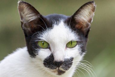 Bir kedi, baş görünümü güzel bir fotoğraf olduğunu.