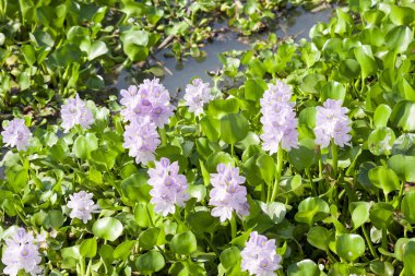 Bu su Hyacinth bir fotoğraf. 