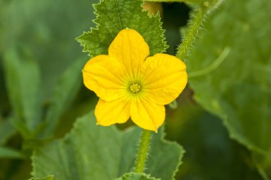 Bu bahar çiçek güzel bir fotoğraf. 