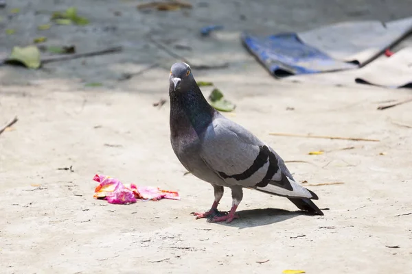 It's a photo of a Pets Pigeon on the Ground.