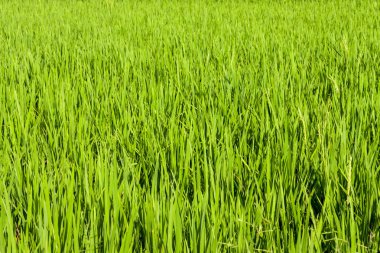 Yeşil Paddy Field'ın doğal bir fotoğrafı.. 