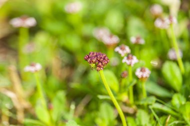 Blooming Spring Flower fotoğrafı. 
