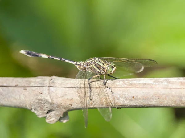 Photo Dragonfly Green Background — Stock Photo, Image