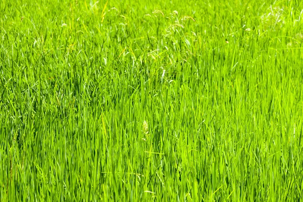 Una Foto Naturale Paddy Field Verde — Foto Stock