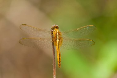 Yusufçuğa yaklaş.