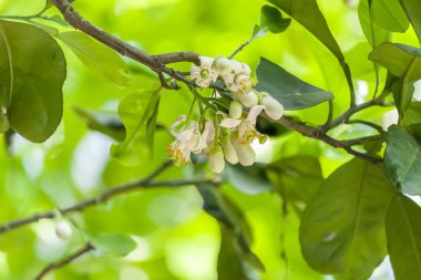 Ağaçta Çiçek açan Greyfurt Çiçeği