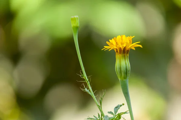 Gele Goudsbloem Met Knop Tuin — Stockfoto