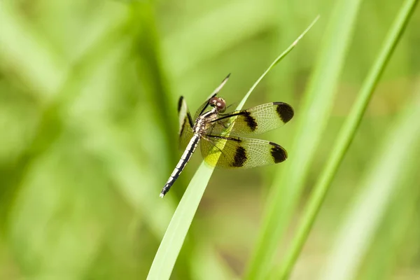 Libellule Sur Herbe Verte — Photo