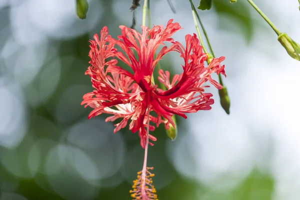 Czerwony Hibiscus Schizopetalus Kwiat Ogrodzie — Zdjęcie stockowe