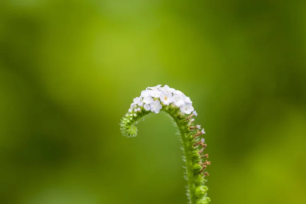 Fotografia Macro Wildflower — Fotografia de Stock