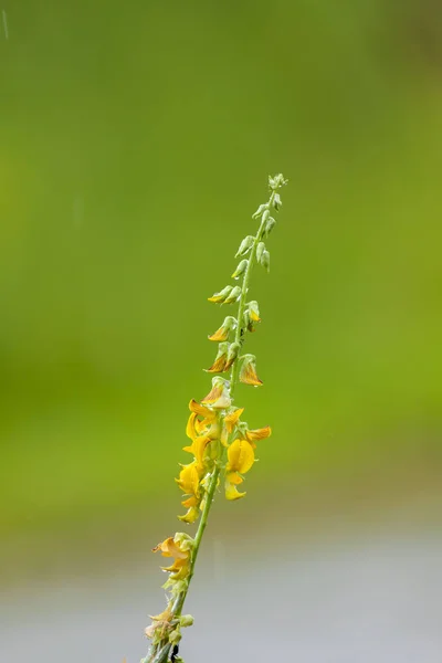 Bloeiende Wildflower Weide — Stockfoto