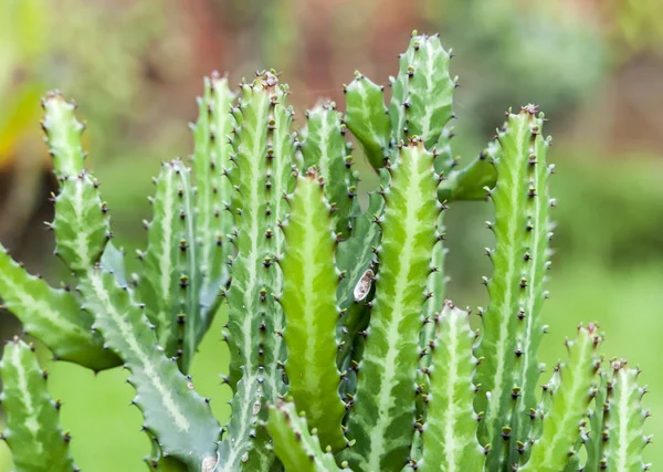 Alan kaktüs ağacı