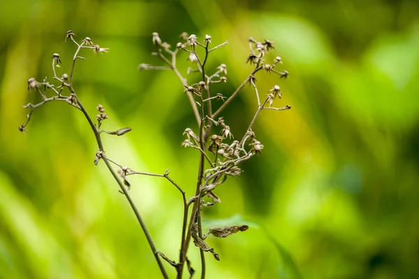 Galho Com Flor Seca — Fotografia de Stock