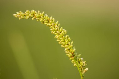 Yeşil Arka Plan ile Blooming Wildflower 