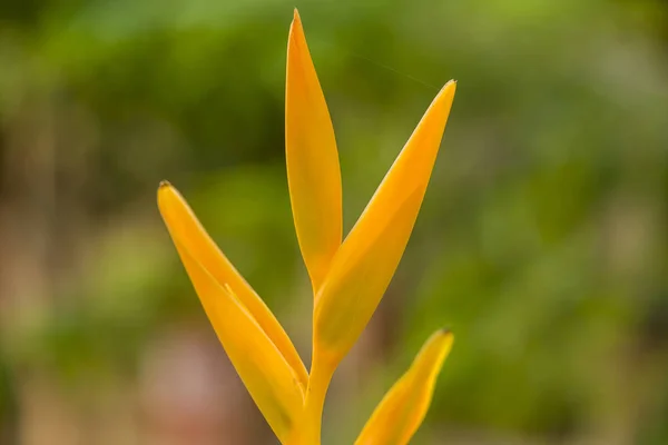 Heliconia Psittacorum Złoty Dotyk — Zdjęcie stockowe