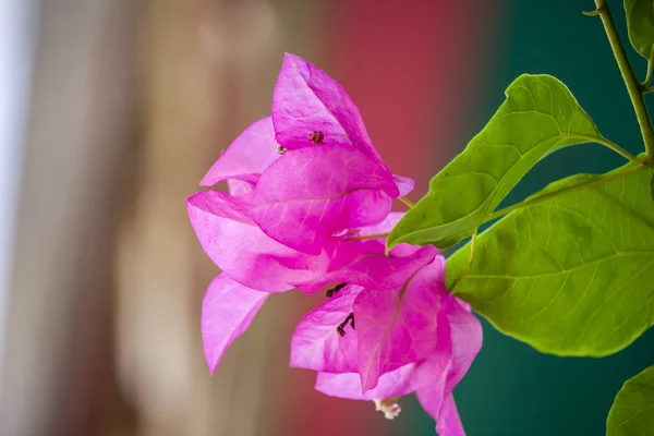 Piękne Bougainvillea Flower Ogrodzie — Zdjęcie stockowe