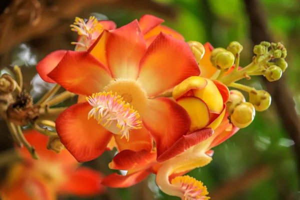 Kwitnący Kwiat Drzewa Cannonball — Zdjęcie stockowe